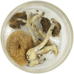African Cubensis (Panaeolus africanus) | Magic Mushroom Delivery Canada
