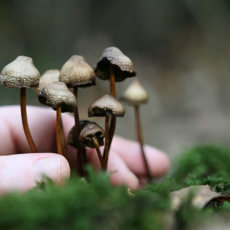 Guide to Magic Mushrooms | Magic Mushroom Delivery Canada