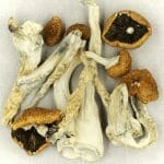 Creeper | Magic Mushroom Delivery Canada