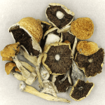 Penis Envy Cubensis | Magic Mushroom Delivery Canada