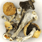 Thai Elephant | Magic Mushroom Delivery Canada