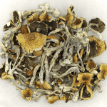 Daddy Long Legs | Magic Mushroom Delivery Canada