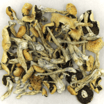Puerto Rican | Magic Mushroom Delivery Canada