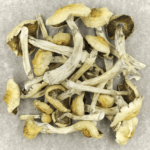 Blue Magnolia Rust | Magic Mushroom Delivery Canada