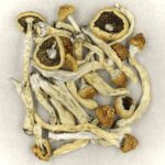 Texas Yellow Cap | Magic Mushroom Delivery Canada