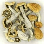 Vietnamese | Magic Mushroom Delivery Canada
