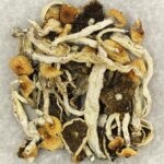 Cuban | Magic Mushroom Delivery Canada
