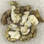 White Burma | Magic Mushroom Delivery Canada