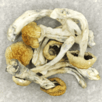 Chitwan Nepal | Magic Mushroom Delivery Canada