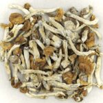 Florida White | Magic Mushroom Delivery Canada
