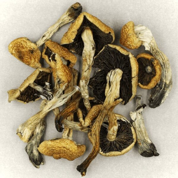 Malabar | Magic Mushroom Delivery Canada
