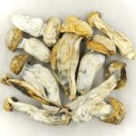 Melmac | Magic Mushroom Delivery Canada