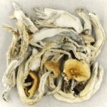 Treasure Coast | Magic Mushroom Delivery Canada