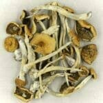 Mexicana | Magic Mushroom Delivery Canada