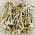 Amazonian Cubensis | Magic Mushroom Delivery Canada