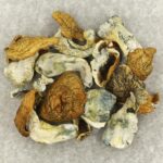 King Kong | Magic Mushroom Delivery Canada