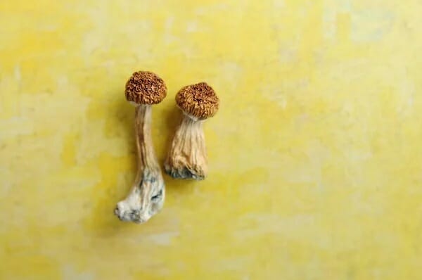 Lemon Tek at Zoomies Canada | Magic Mushroom Delivery Canada