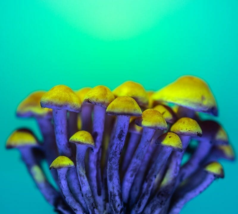 LSD Edibles | Magic Mushroom Delivery Canada