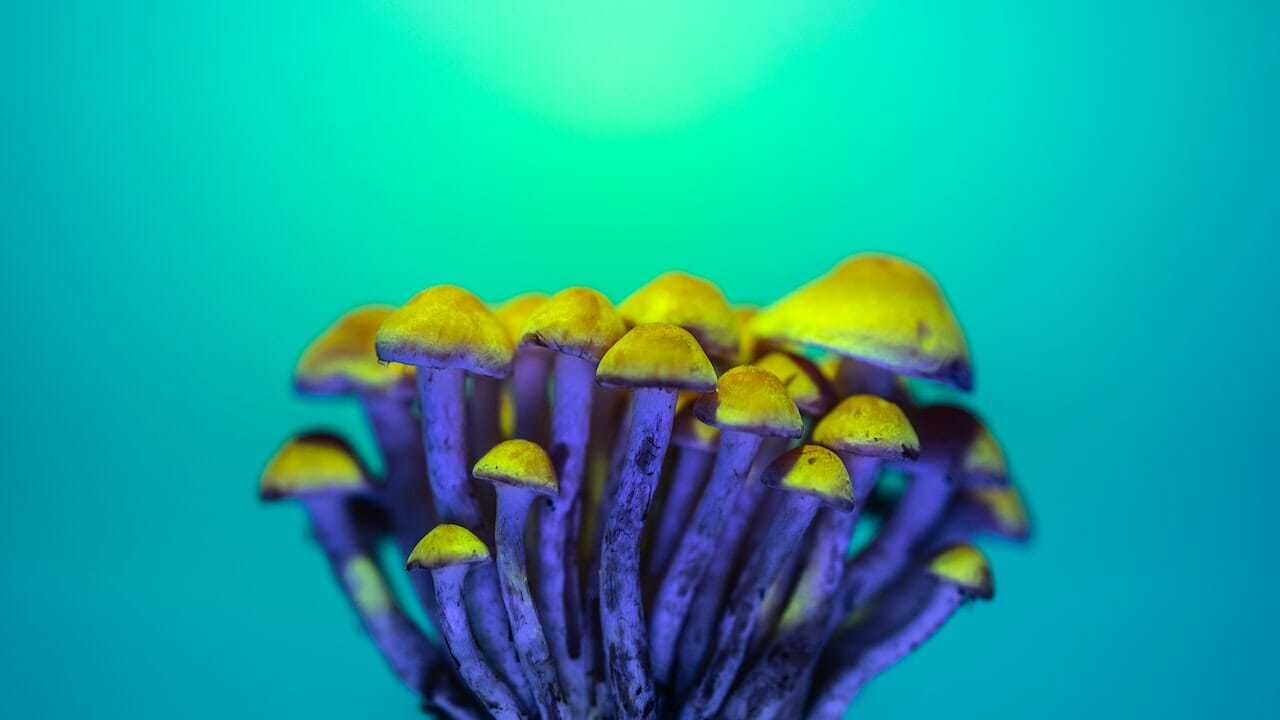 Exploring the Psychedelic Potential: LSD Infused Edibles and Their Chemistry
