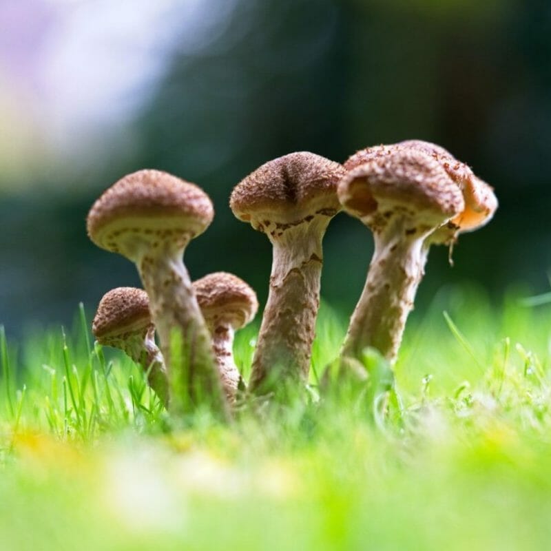Mushroom Dispensary | Magic Mushroom Delivery Canada