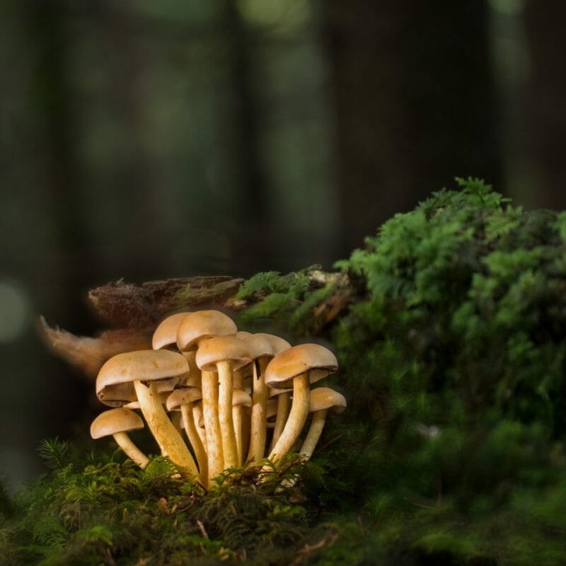 Strongest Mushroom Strains | Magic Mushroom Delivery Canada