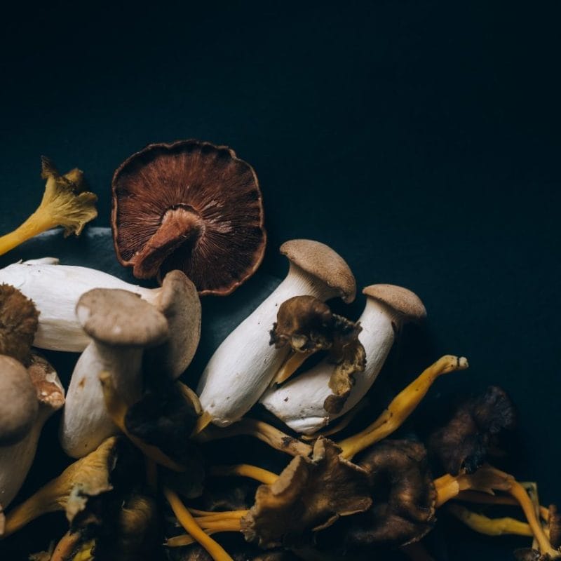 Dried Shrooms | Magic Mushroom Delivery Canada