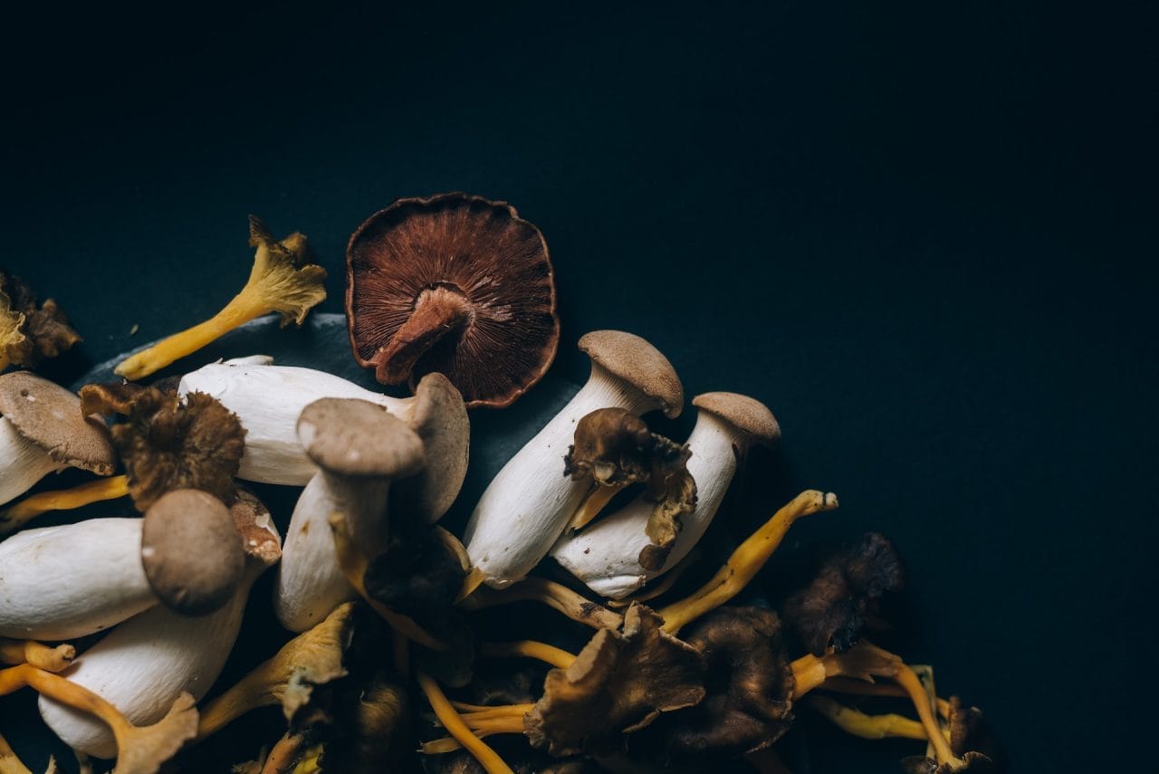 Studies Indicate That Dried Psychedelic Mushrooms Induce a Sensation Similar to a ‘Conscious Dream’