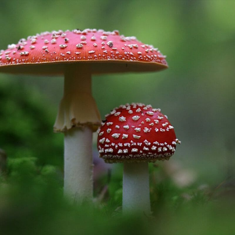 Magic Mushrooms Canada | Magic Mushroom Delivery Canada
