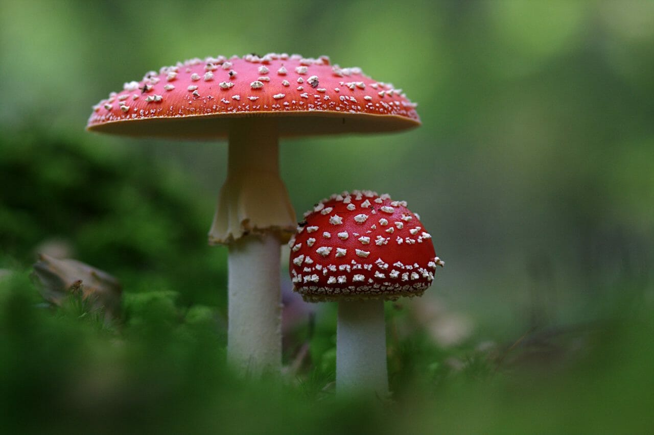 The Emergence of Magic Mushrooms in Canada: Top Varieties to Explore