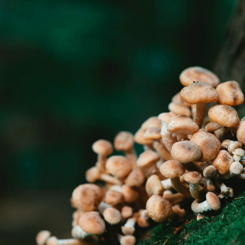 Mushroom Dispensary - Zoomies | Magic Mushroom Delivery Canada