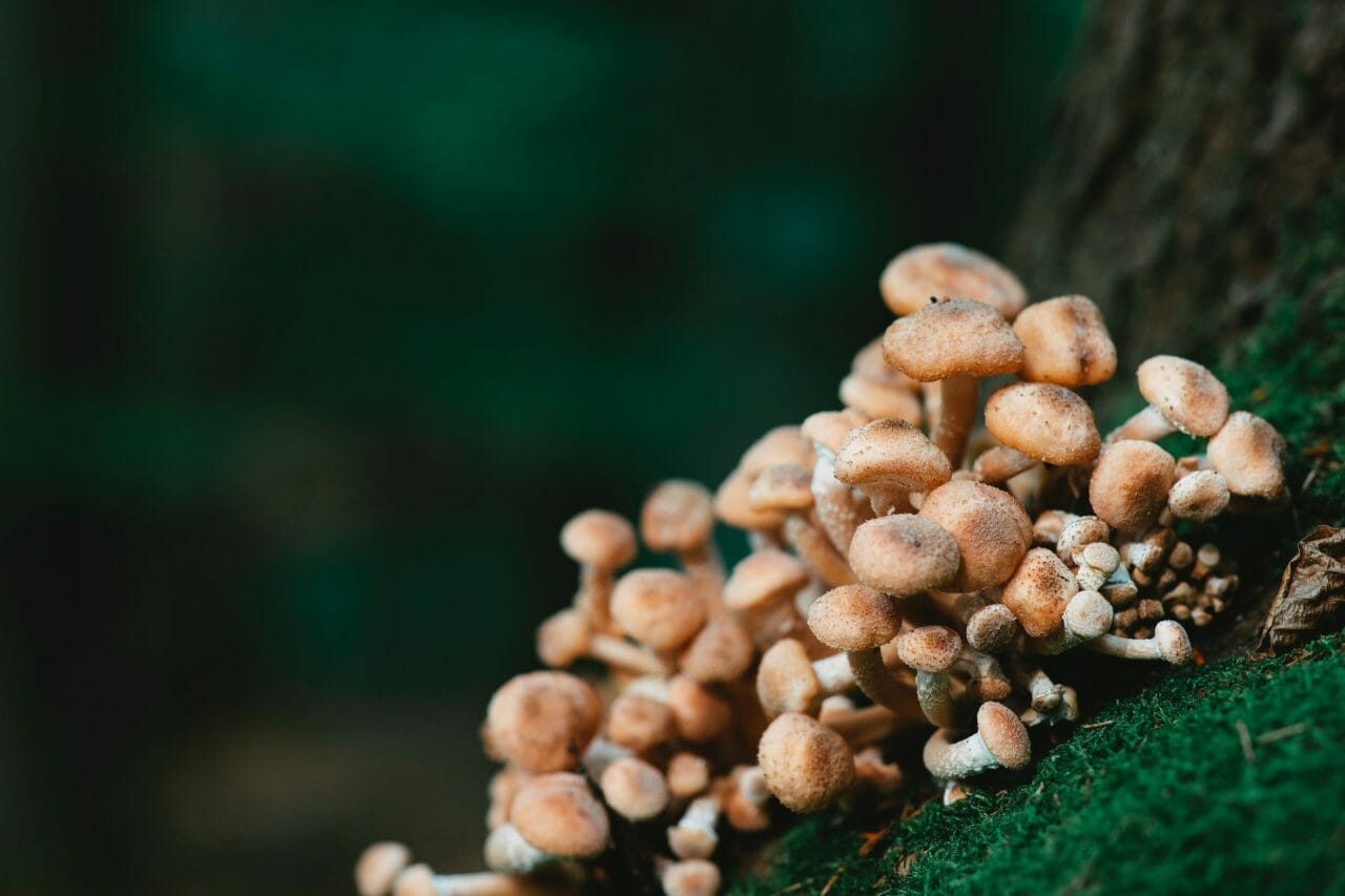 Discover How Mushroom Dispensary Can Aid in Treating Depression