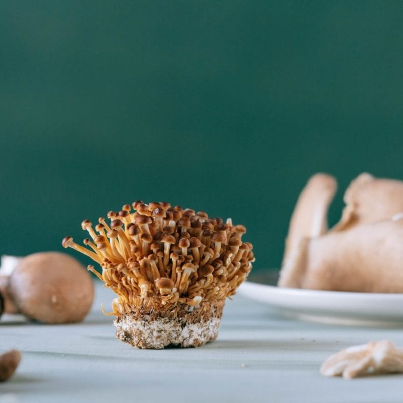Buy Magic Mushroom | Magic Mushroom Delivery Canada
