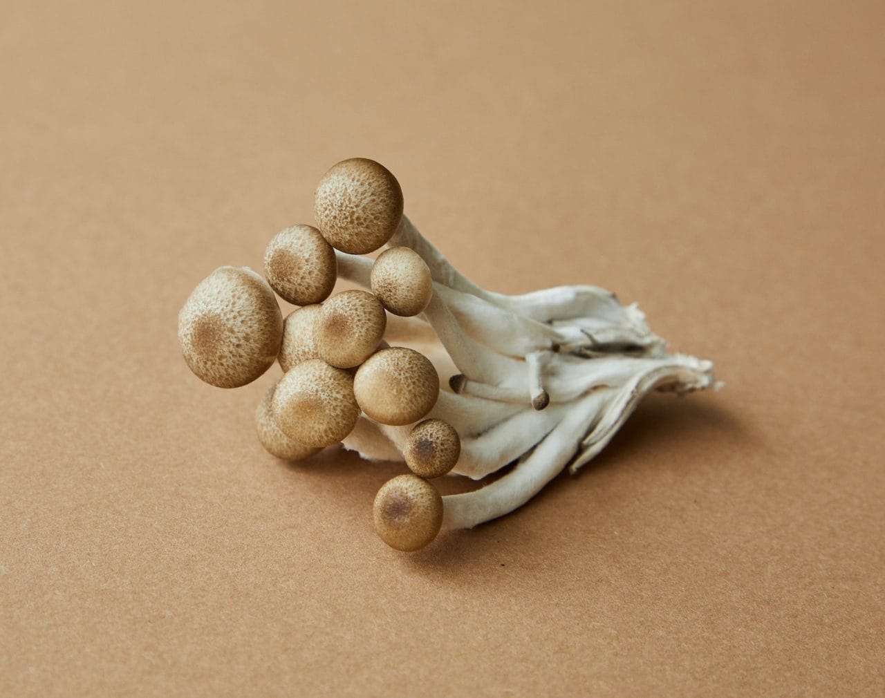 Examining Penis Envy: An In-depth Study of the Most Potent Mushroom Strain