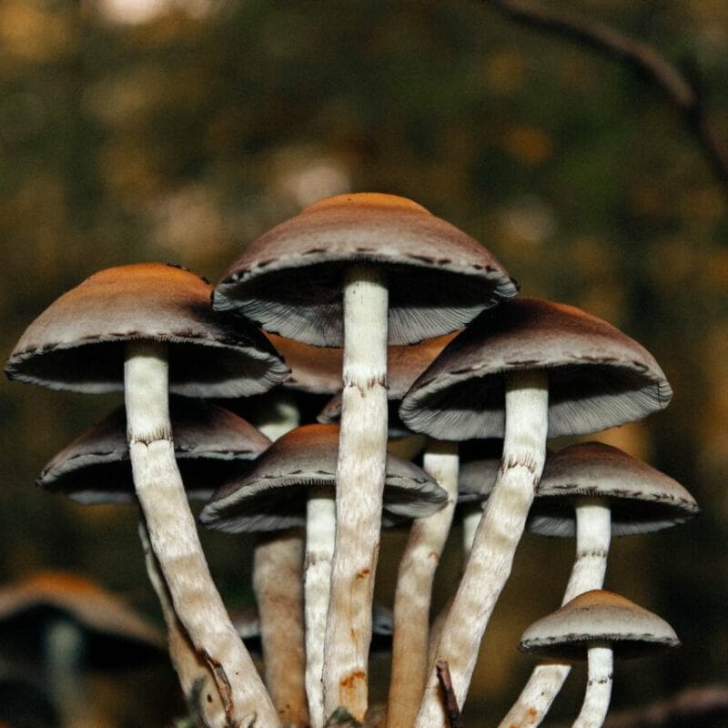 Microdose Mushrooms | Magic Mushroom Delivery Canada