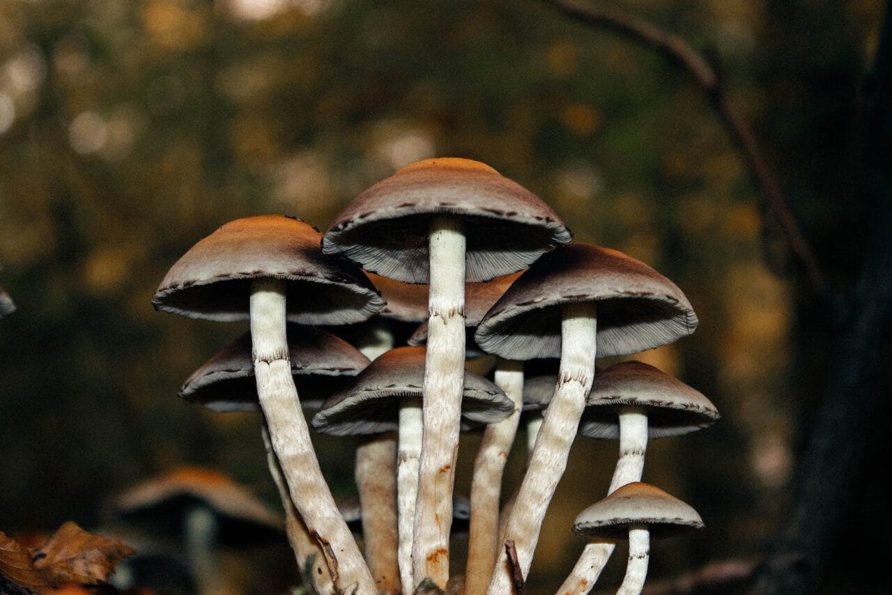 An Analysis of Microdose Mushrooms as a Treatment for Chronic Pain: A Case Series
