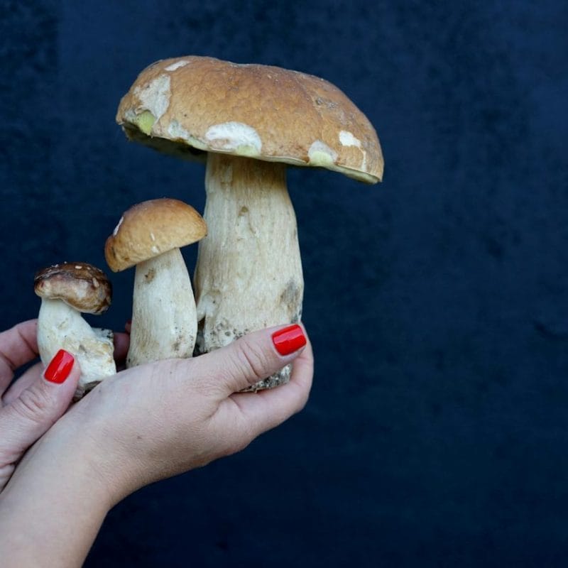 Shrooms Online | Magic Mushroom Delivery Canada