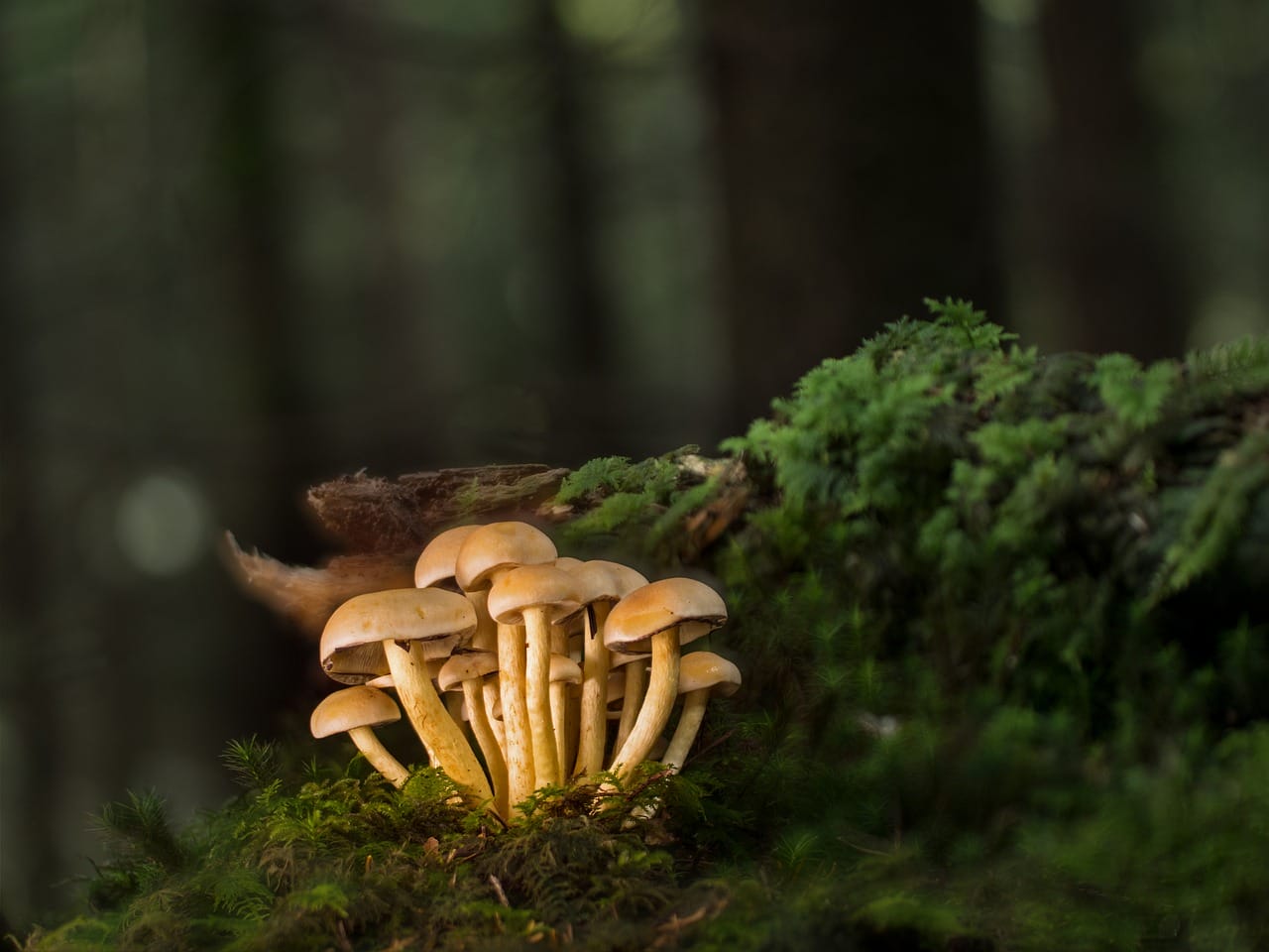 Purchase Mushrooms Online and Explore the Most Satisfying Mushroom Varieties