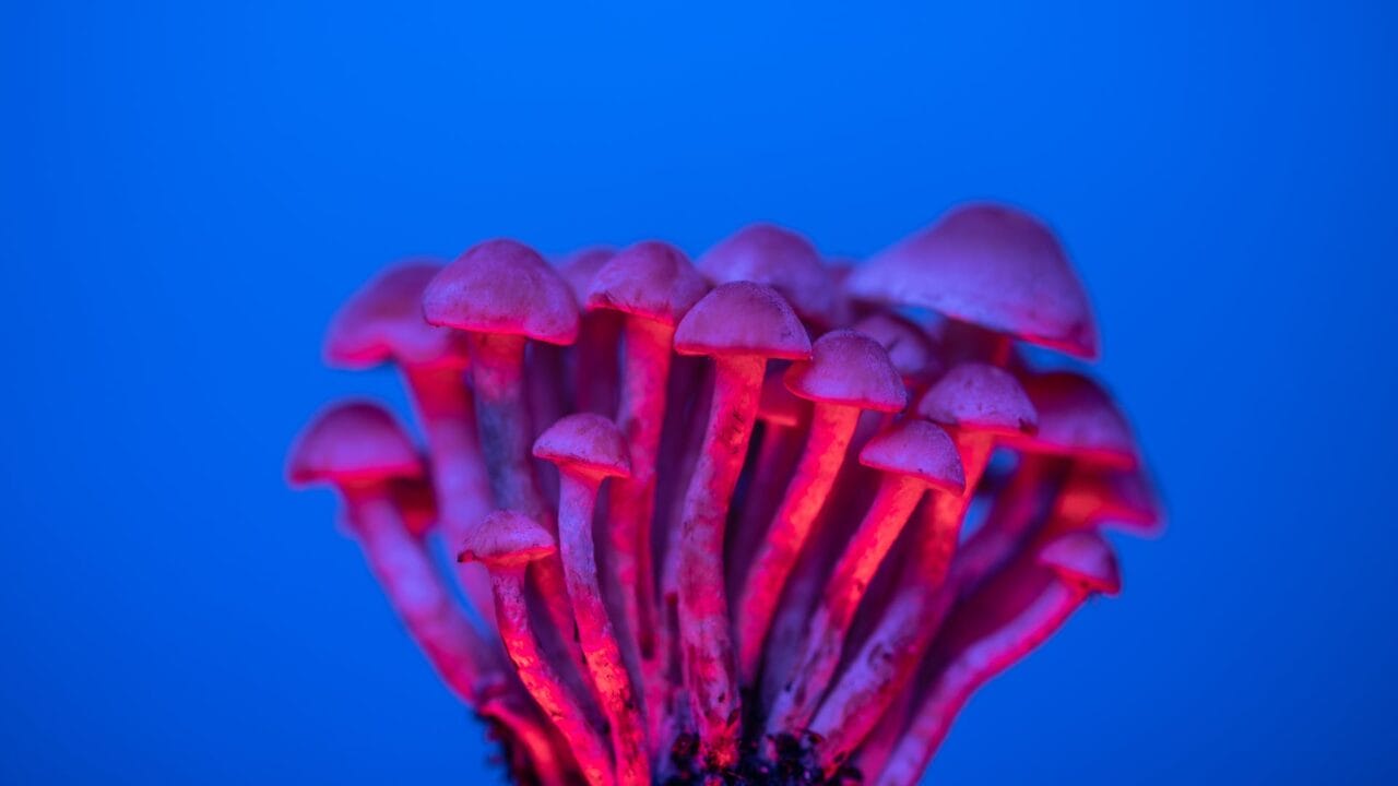 Utilizing Mushroom Delivery for Cognitive Improvement: A Deep Dive into the Advantages of Nootropics