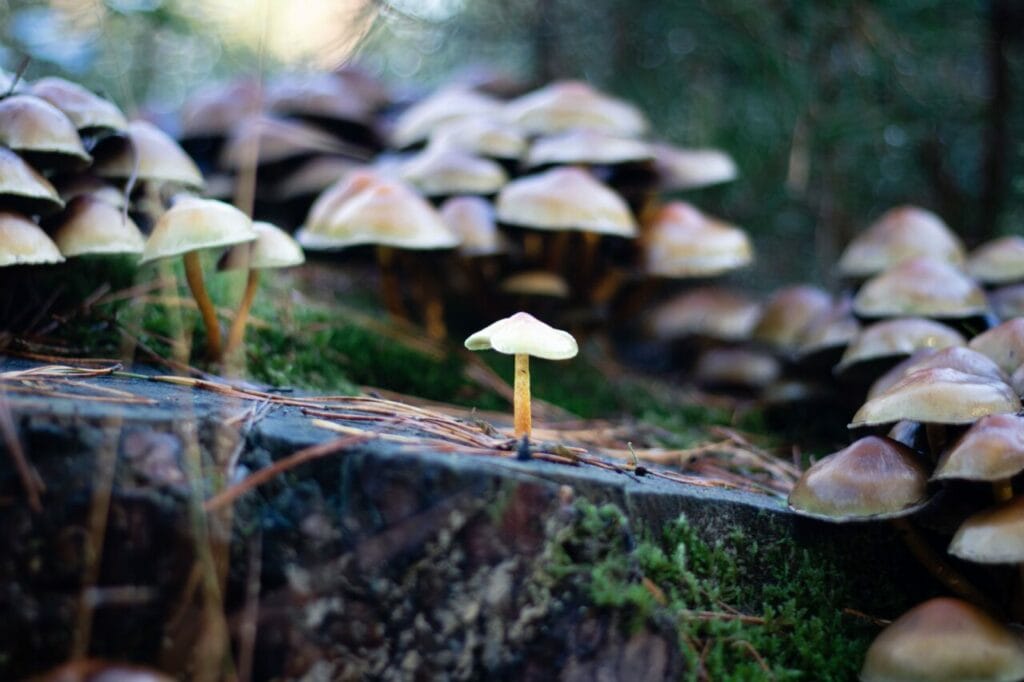 Shroom Delivery at Magic Mushroom Delivery Canada