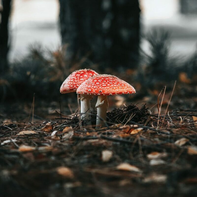 Shroom online delivery at Zoomies Canada | Magic Mushroom Delivery Canada