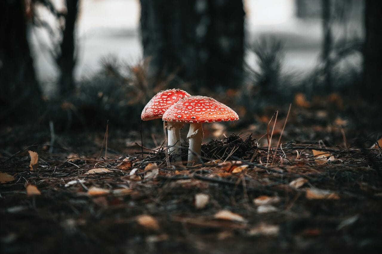 The Revolution of Psilocybin: Manufacturing, Studies, and Future Directions