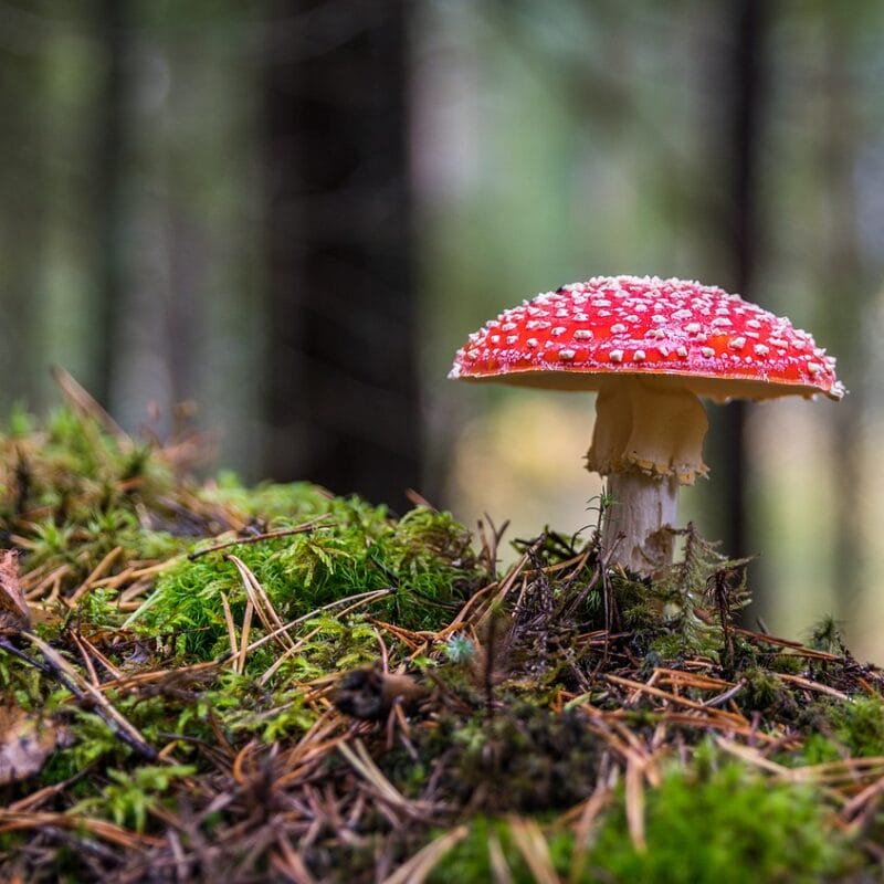 Shrooms Online in Canada | Magic Mushroom Delivery Canada