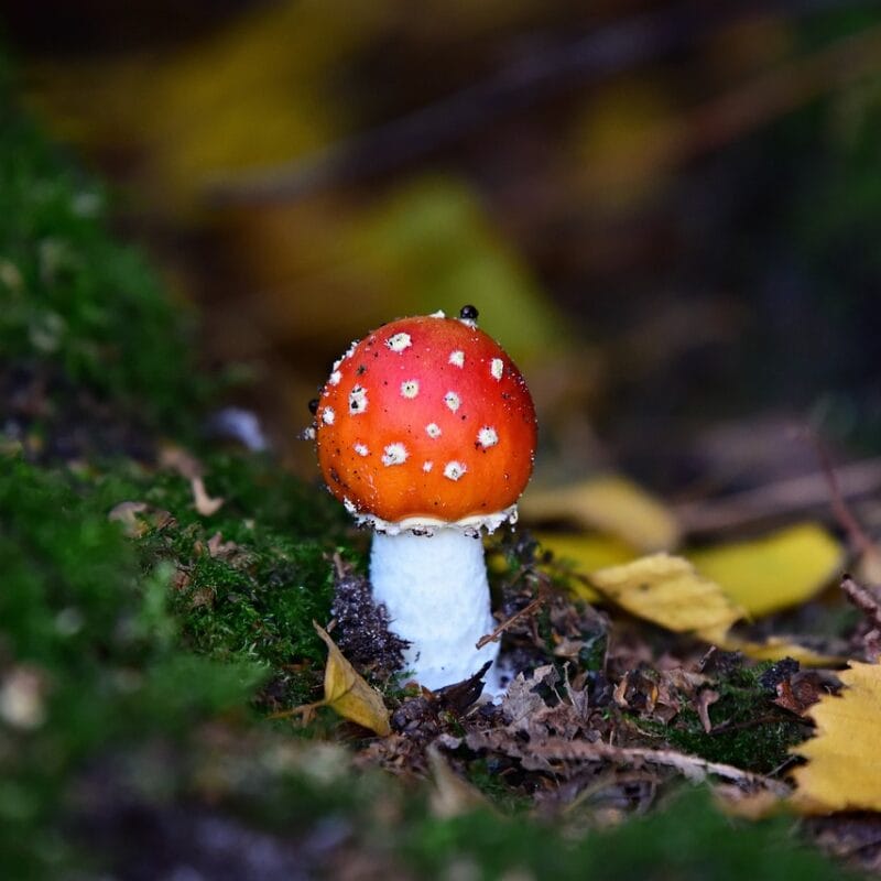 buy LSD online in Canada | Magic Mushroom Delivery Canada