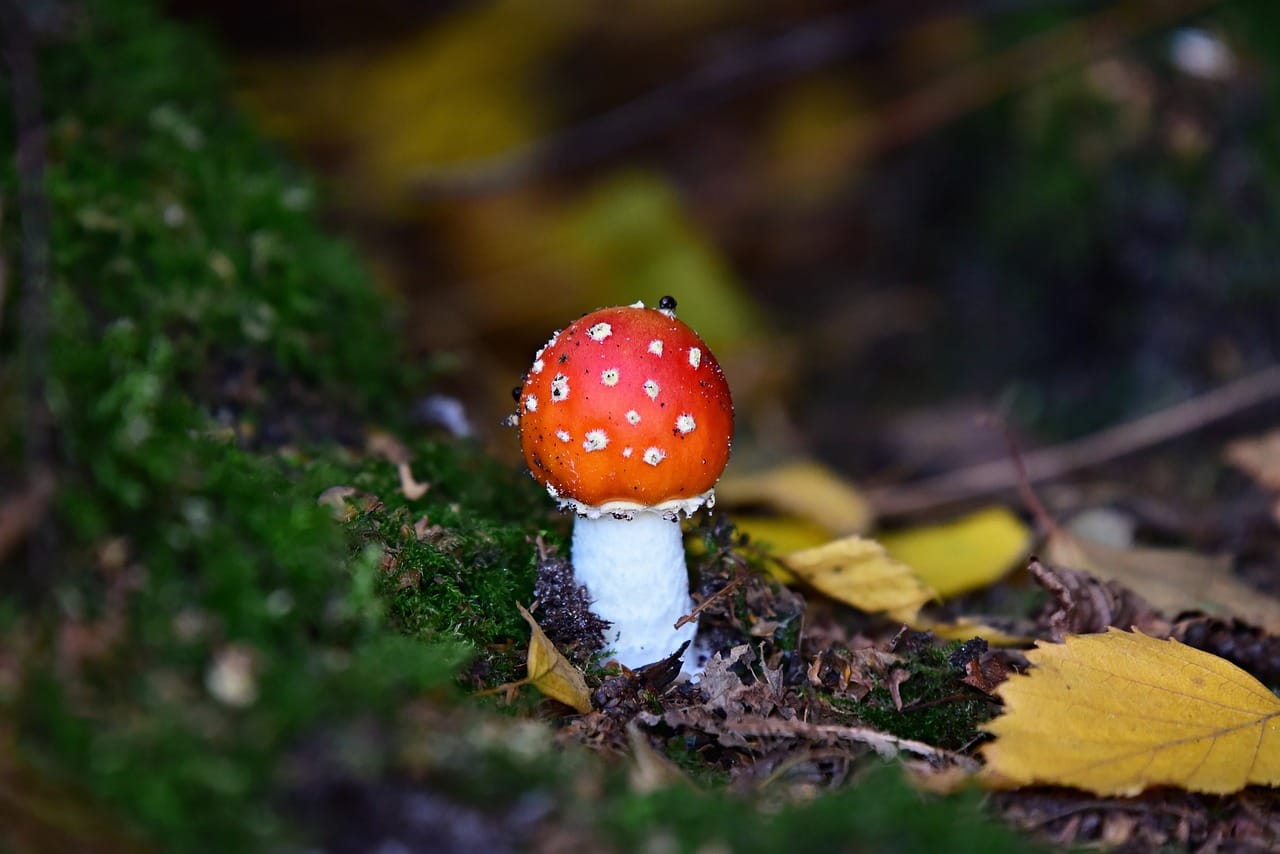 Could LSD Be a Source of Happiness? Expert Insights