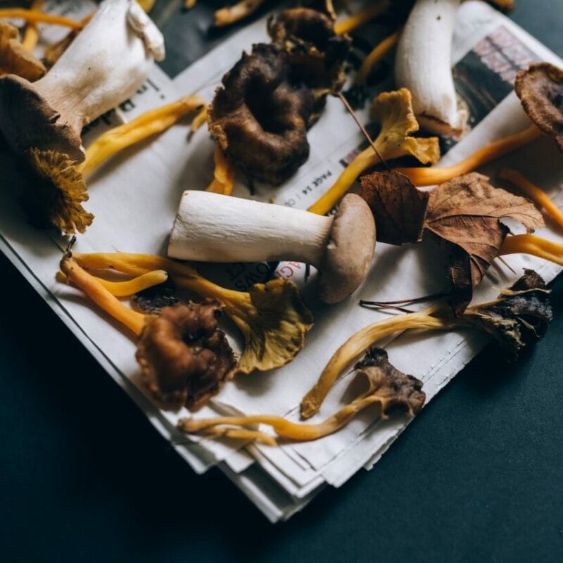 Mushroom chocolate at Zoomies Canada | Magic Mushroom Delivery Canada