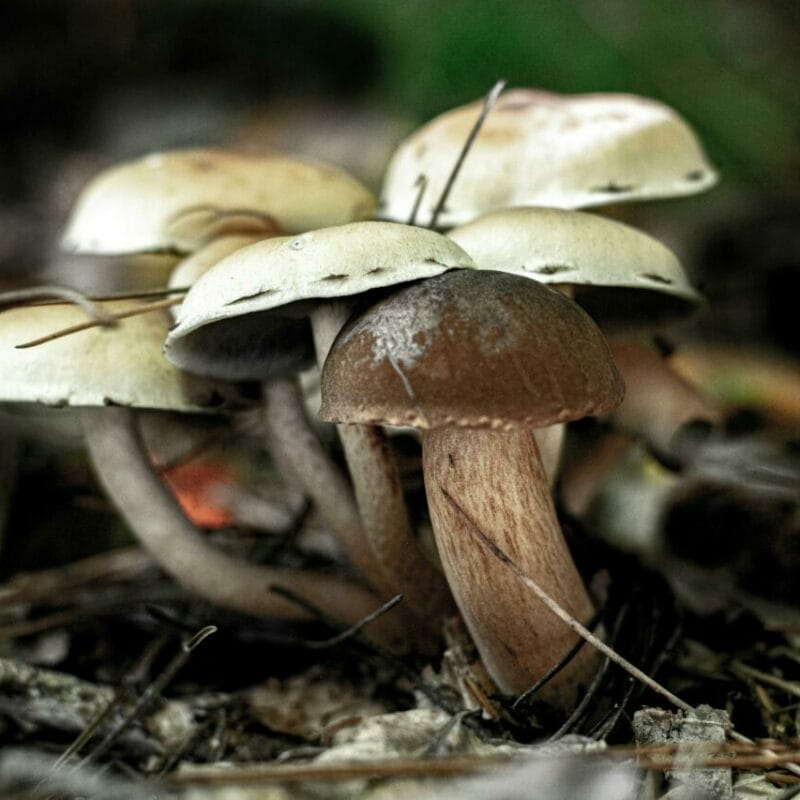 psilocybin mushroom | Magic Mushroom Delivery Canada