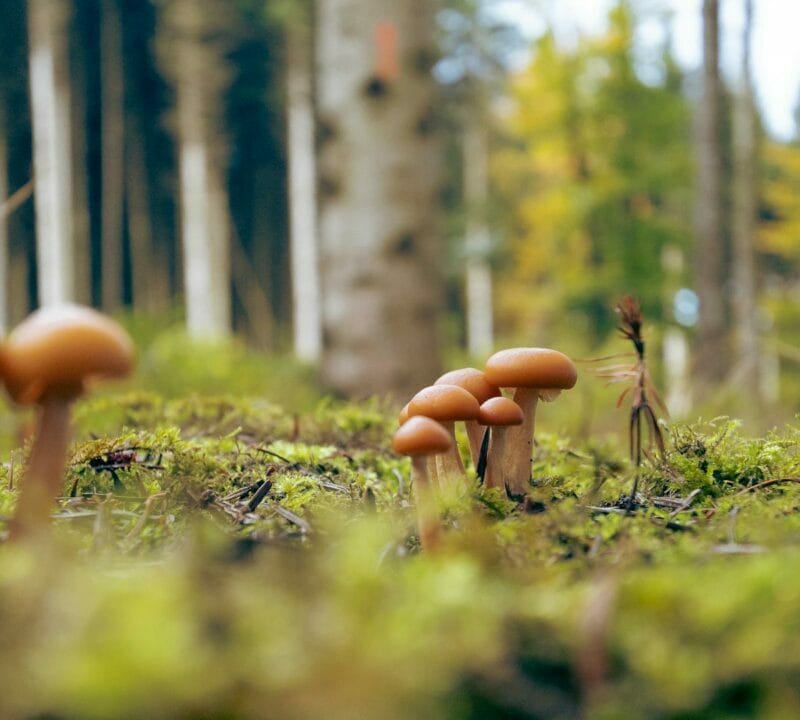 Magic Mushroom Dispensary | Magic Mushroom Delivery Canada