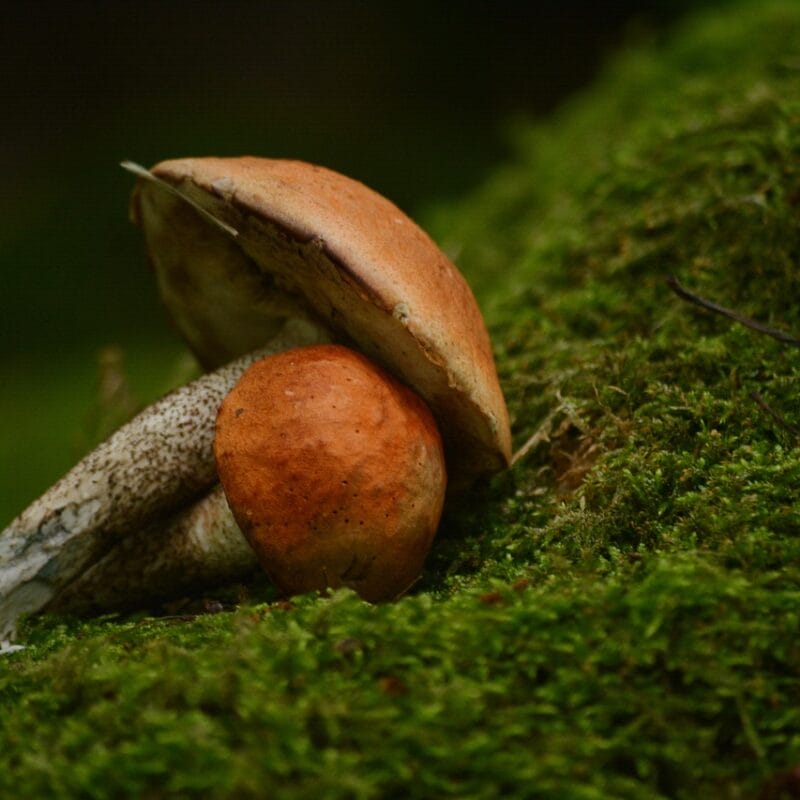 Mushroom Dispensary Vancouver | Magic Mushroom Delivery Canada