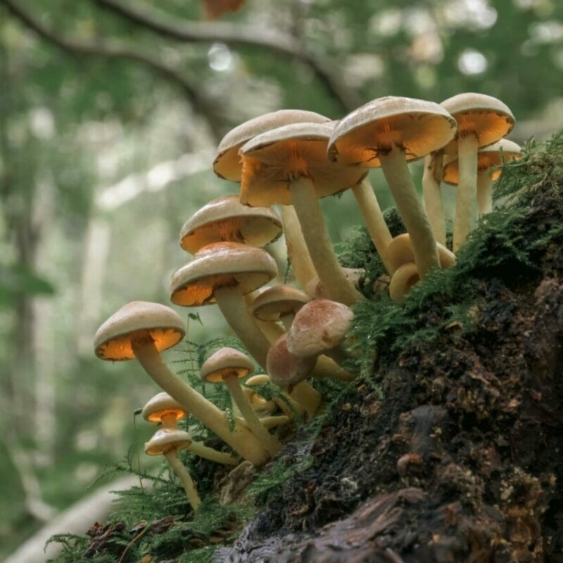 Shrooms online | Magic Mushroom Delivery Canada