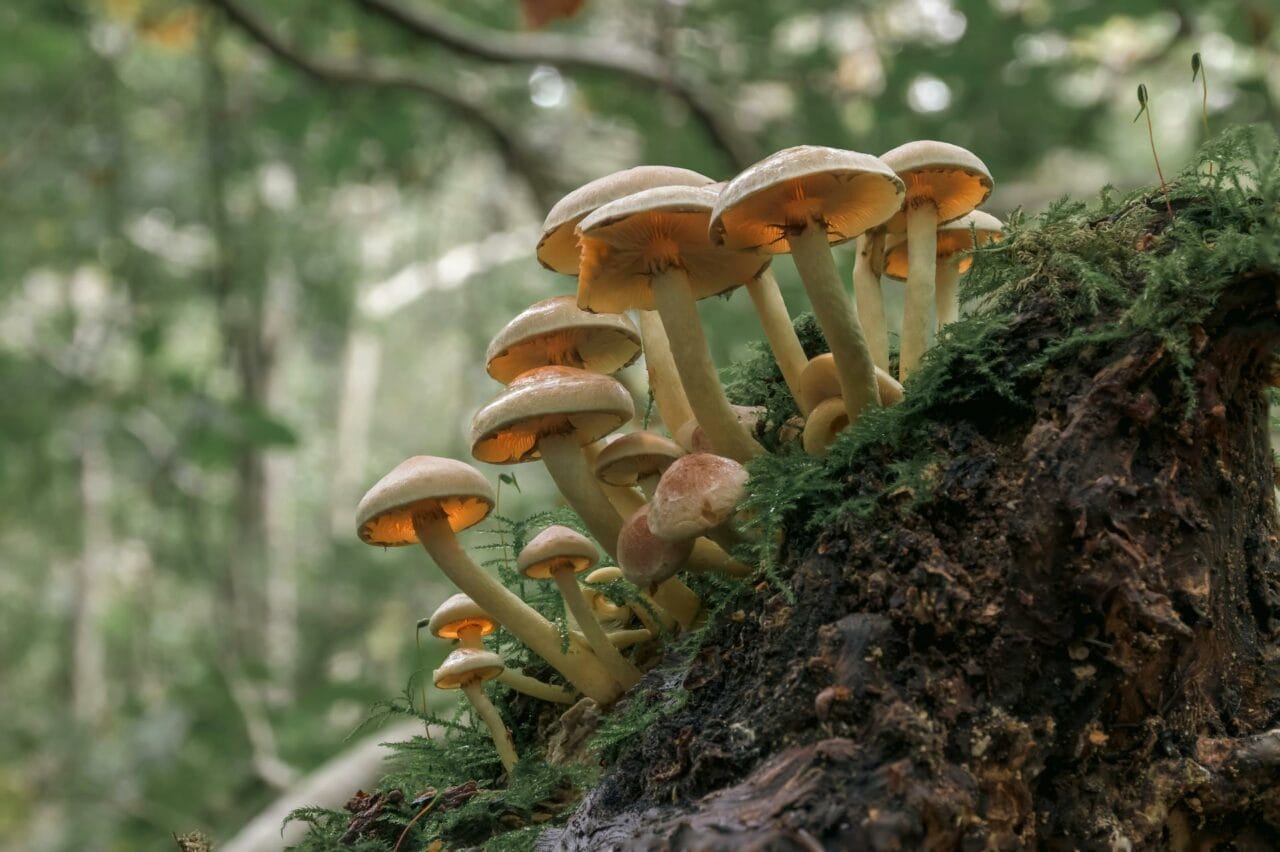 Magic Mushrooms’ Psilocybin Enhances Sexual Function and Satisfaction